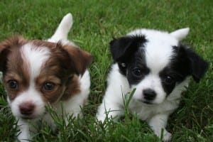2008-puppies