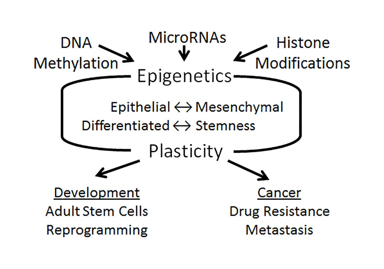 Uncovering the Epigenetic Foundation of Epithelial-Mesenchymal Plasticity
