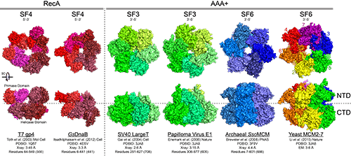Figure 1 Hex Helicase Structure 500px