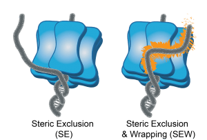 SE vs SEW Model graphical abstract